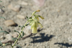 Onosma echioides dalmatica