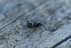 Neottiura suaveolens