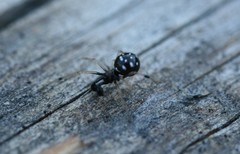 Neottiura suaveolens