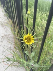 Tragopogon