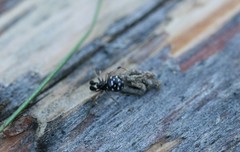 Neottiura suaveolens