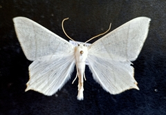 Ourapteryx purissima
