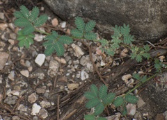 Desmanthus leptolobus