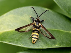 Nokona pilamicola