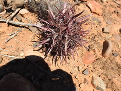 Ferocactus gracilis