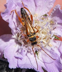 Stenopterus flavicornis