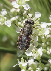 Odontomyia hoodiana
