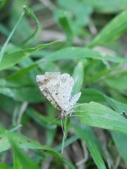 Geometridae