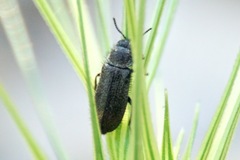 Enicopus