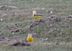 Motacilla flava leucocephala