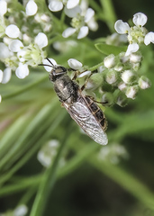 Odontomyia hoodiana