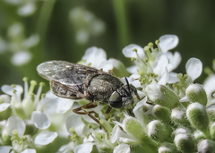 Odontomyia hoodiana