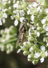 Odontomyia hoodiana