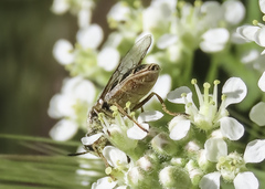 Odontomyia hoodiana