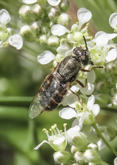 Odontomyia hoodiana