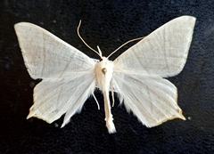 Ourapteryx purissima