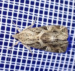 Callopistria yerburii