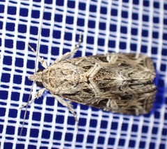 Callopistria yerburii