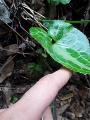 Asarum marmoratum