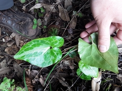 Asarum marmoratum