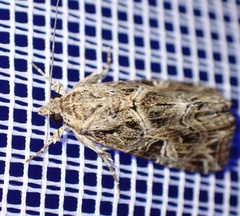 Callopistria yerburii