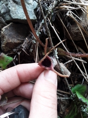 Asarum marmoratum