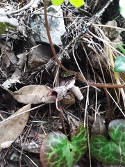 Asarum marmoratum