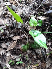 Asarum marmoratum