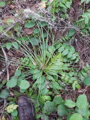 Xerophyllum tenax