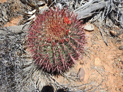 Ferocactus gracilis