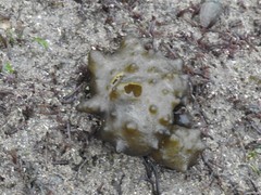 Colpomenia tuberculata