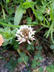 Trifolium repens repens