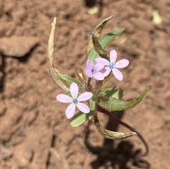 Collomia tinctoria
