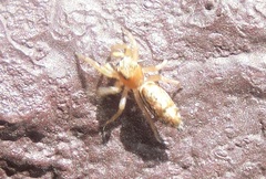 Cosmophasis lami