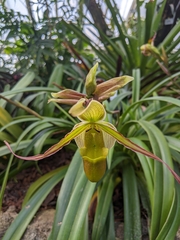 Phragmipedium longifolium