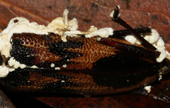 Phoracantha tricuspis