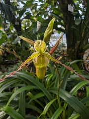 Phragmipedium longifolium