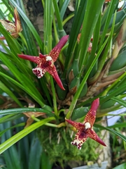 Maxillaria tenuifolia