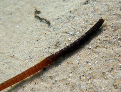 Pugnaso curtirostris