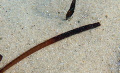 Pugnaso curtirostris