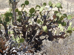 Opuntia clarkiorum
