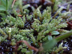 Philonotis capillaris