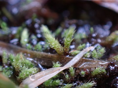 Philonotis capillaris