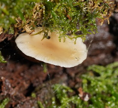 Lentinellus tasmanicus