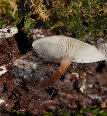 Lentinellus tasmanicus