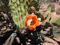 Opuntia clarkiorum