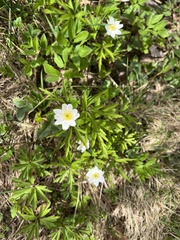 Anemonoides nemorosa