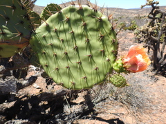 Opuntia clarkiorum