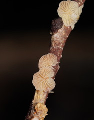 Marasmiellus affixus