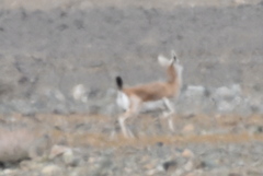 Gazella subgutturosa
